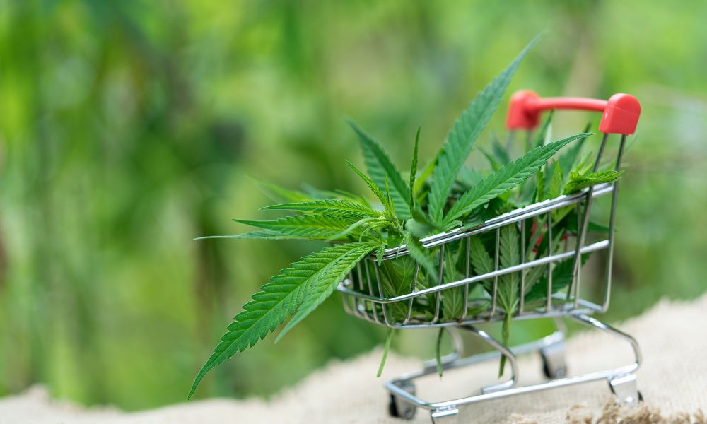 Top E-commerce Platforms For Your CBD Stores